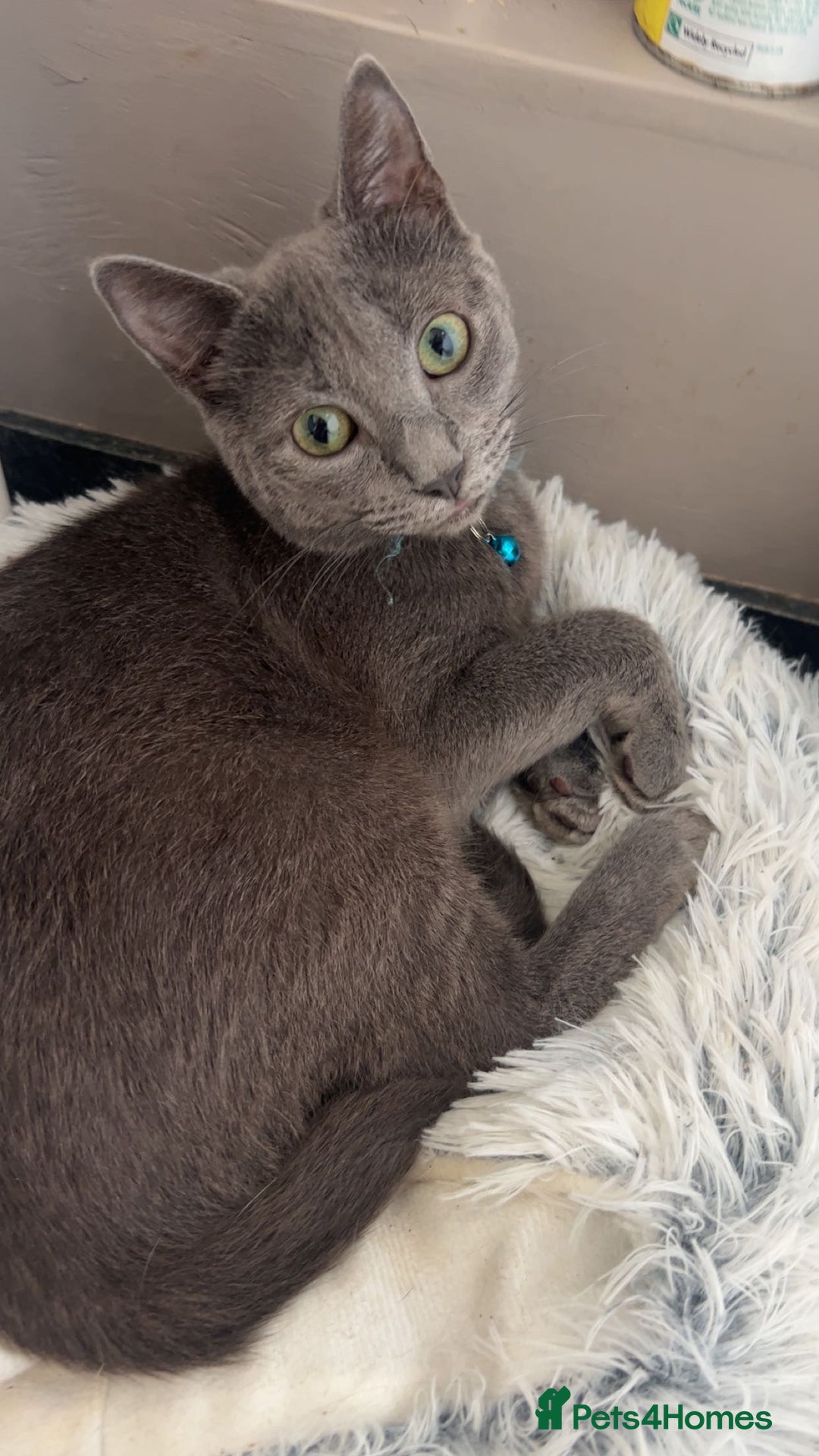 Russian Blue cats for sale: 1 kitten available  in Leicester - Image 4