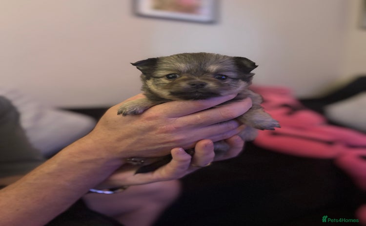Chihuahua dogs - Advert 5