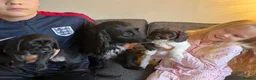 Mixed Breed dogs for sale: Cocker spaniel x jackapoo puppies  - Advert 5