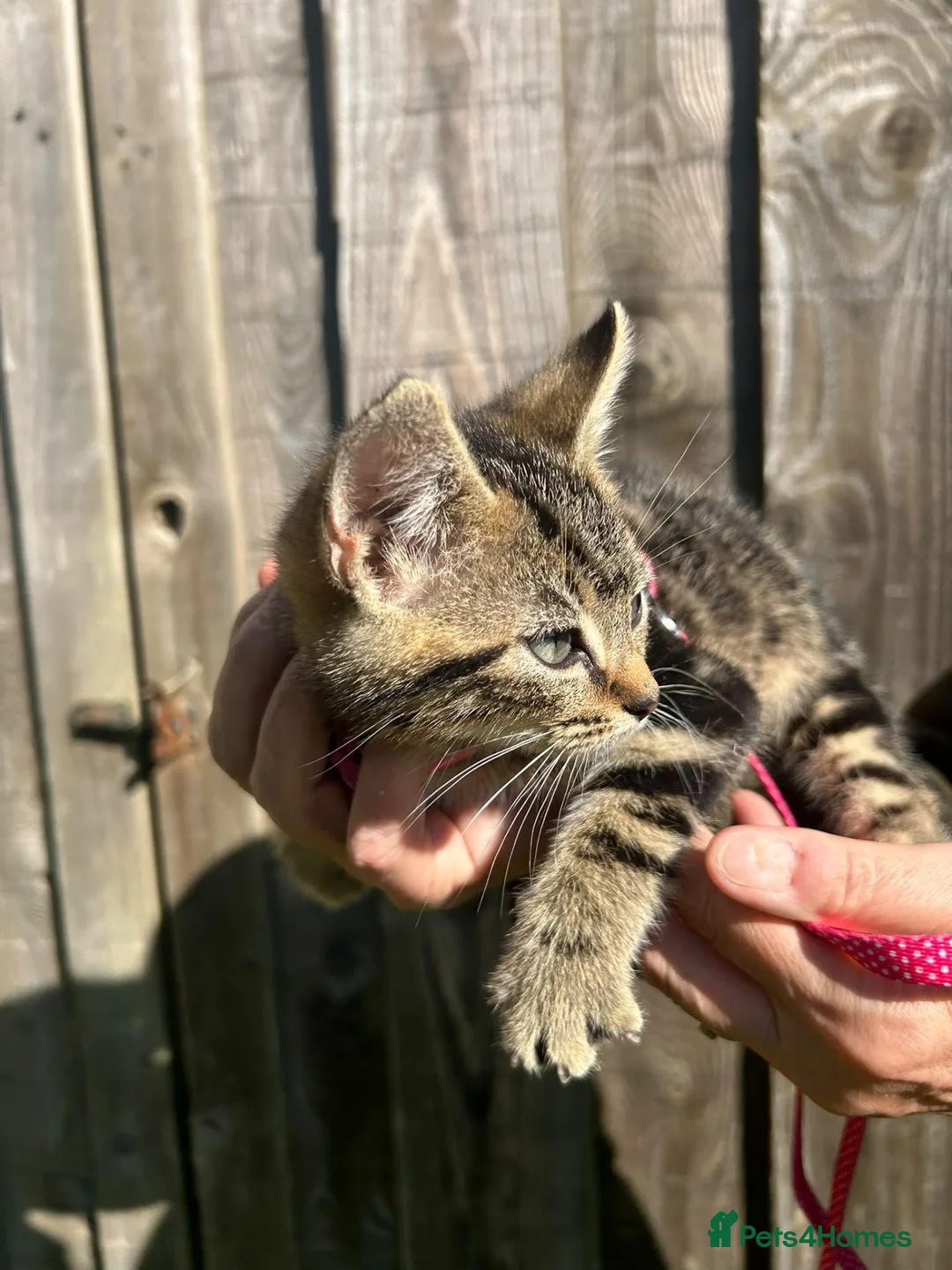 Mixed Breed cats for sale: Two lovely kittens looking for loving homes - Advert 2