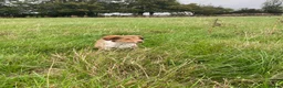 Welsh Collie dogs for sale: Welsh sheepdog puppies for sale  - Advert 4