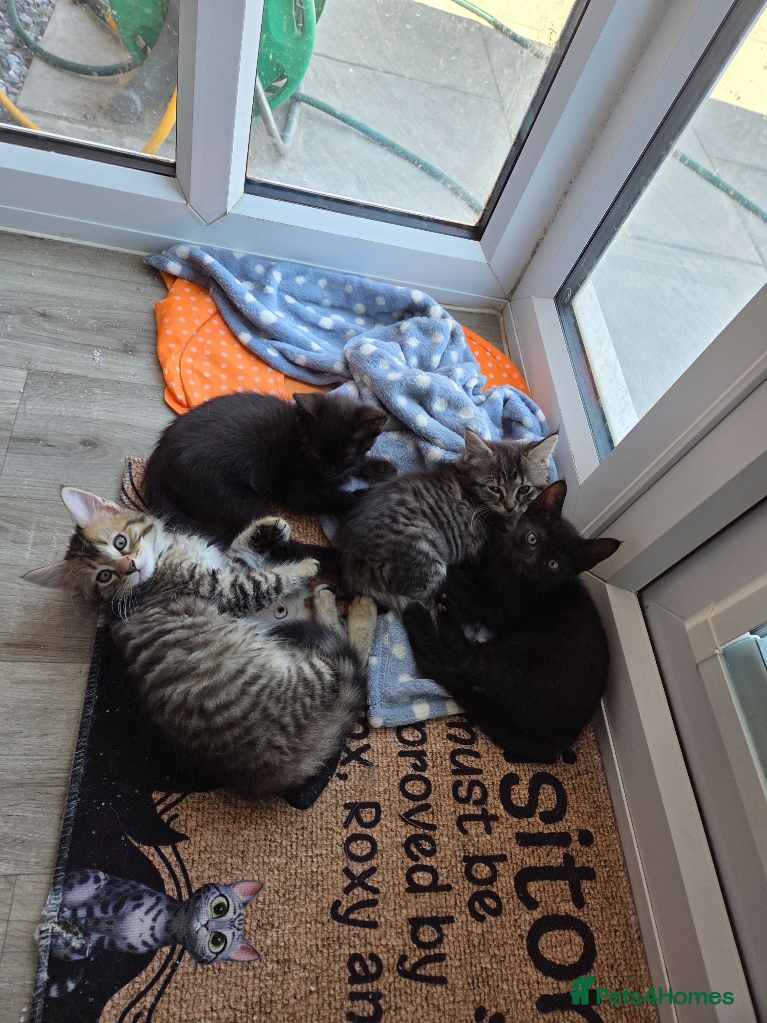 Maine Coon cats Maine Coon x kittens - Advert 12