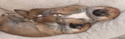 Japanese Shiba Inu dogs for sale: Clear DNA red Shiba Inu puppy champion parents - Advert 4