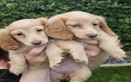 Miniature Dachshund dogs for sale: KC Long Haired Cream Carriers Miniature Dachshunds - Image 1