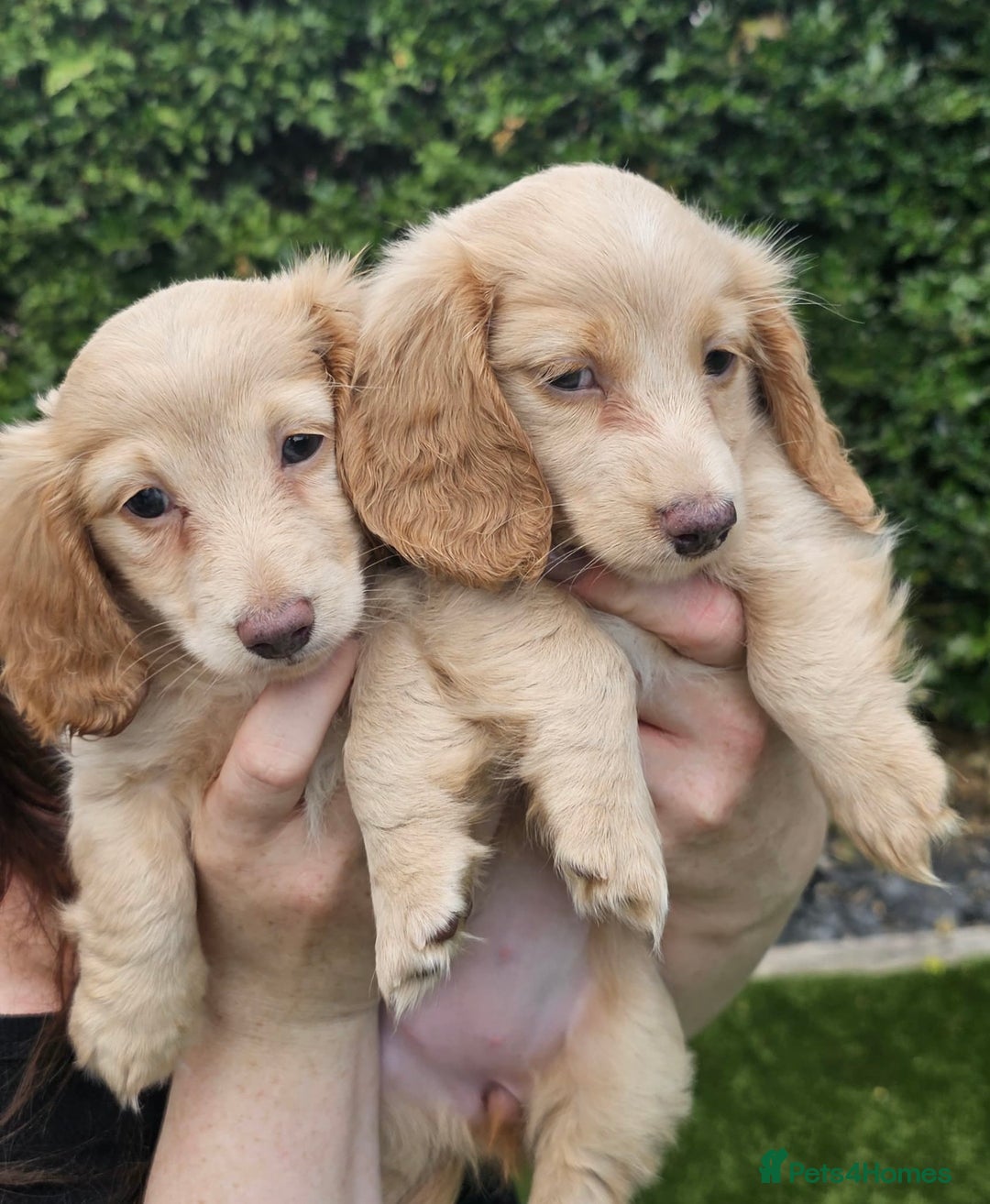 Miniature Dachshund dogs for sale: KC Long Haired Cream Carriers Miniature Dachshunds - Image 1