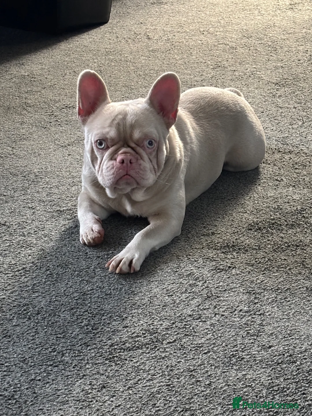 French Bulldog dogs for stud: King pink visual pink and tan proven stud  - Advert 2