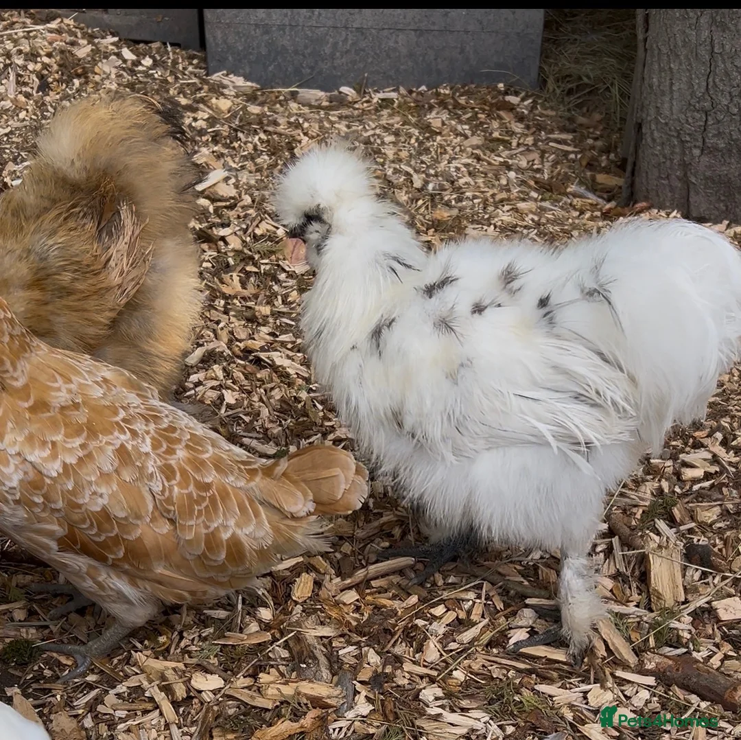 Hens poultry for sale: Silkie & Polish hens looking for new homes - Advert 1