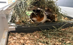 Guinea Pig rodents for sale: 3 male guinea pigs - Image 1