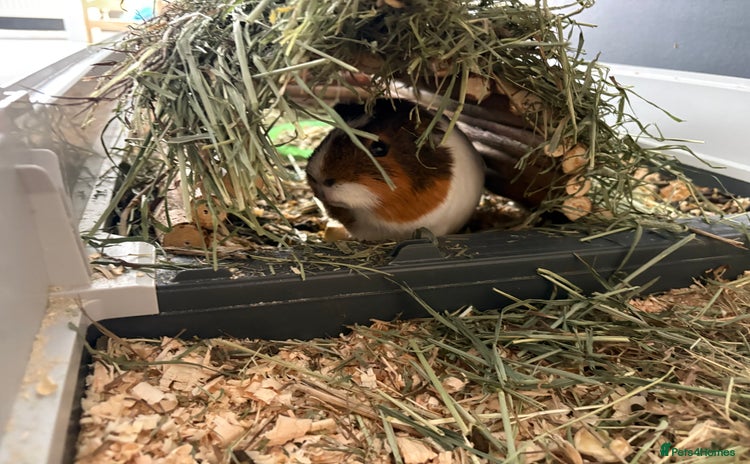 Guinea Pig rodents - Advert 6