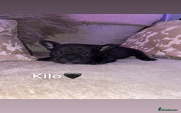 French Bulldog dogs for sale: French bulldogs for sale  - Image 6