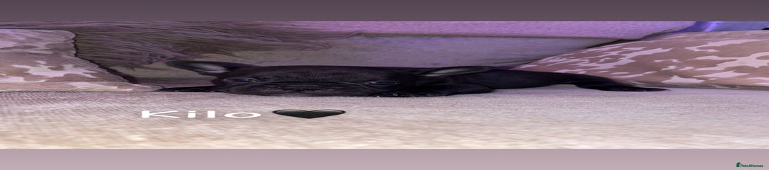 French Bulldog Puppy 5