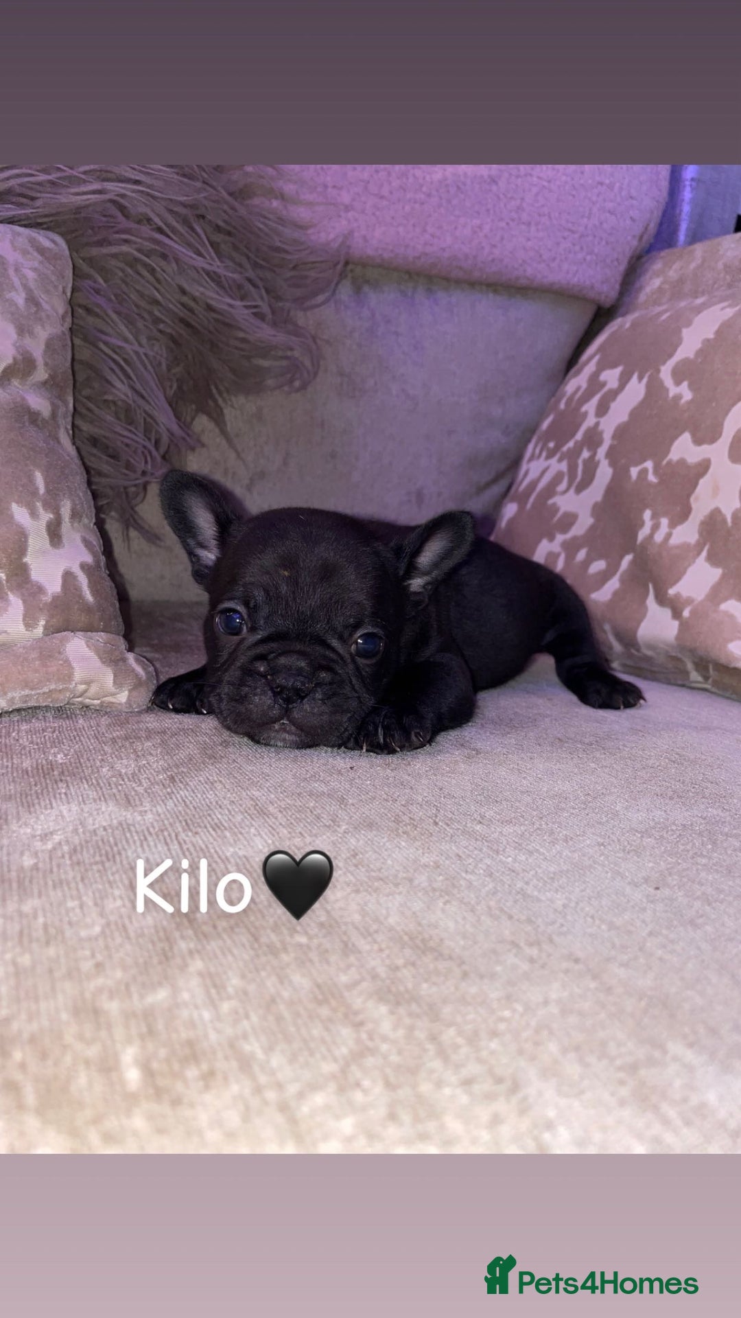 French Bulldog dogs for sale: French bulldogs for sale  - Image 6