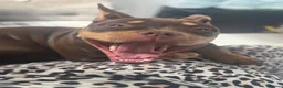 American Bully dogs for sale: Micro bully - Advert 5