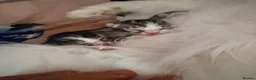 Ragdoll cats for sale: Beautiful Ragdoll cross kittens  - Advert 28
