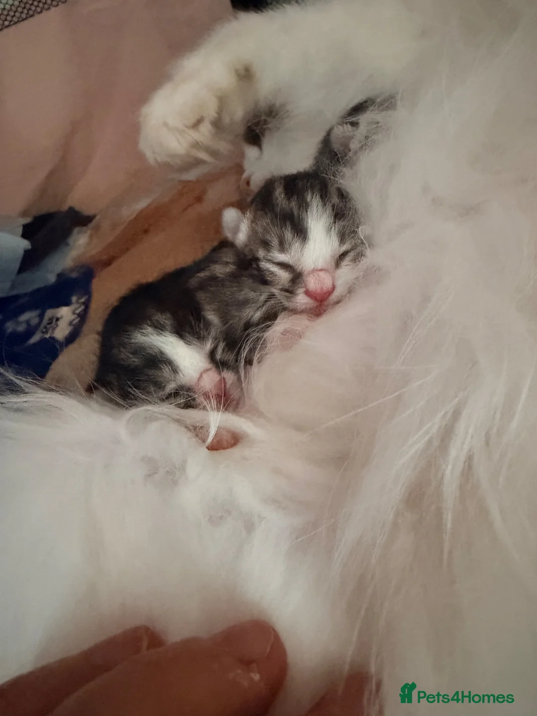 Ragdoll cats for sale: Beautiful Ragdoll cross kittens  - Advert 28
