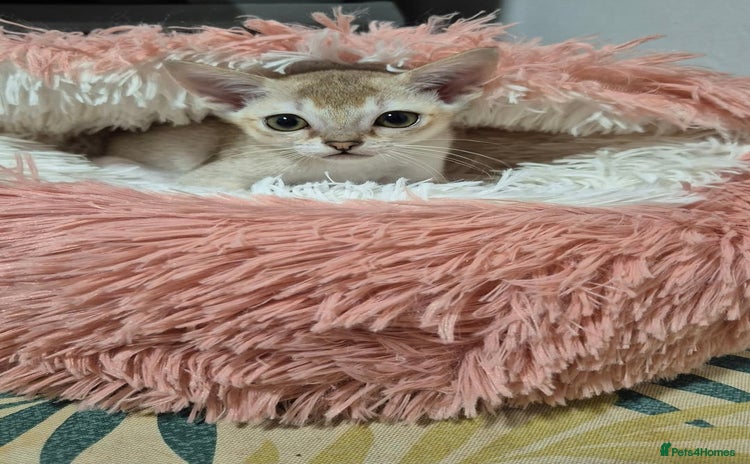 Singapura cats ⚜️TICA registered Singapura kittens  - Advert 1