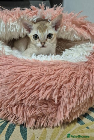 Singapura cats ⚜️TICA registered Singapura kittens - Advert 1