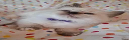 Ragdoll cats for sale: 🐾🤍OUR BEAUTIFUL NEW RAGDOLL–5 GIRLS & 1 BOY 🤍🐾 - Advert 12
