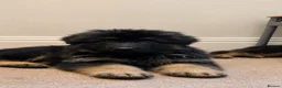German Shepherd dogs for sale: LARGE KC BIG BONE PUPPIES READY TO GO - Advert 15
