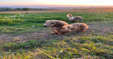 Miniature Dachshund dogs - Advert 1