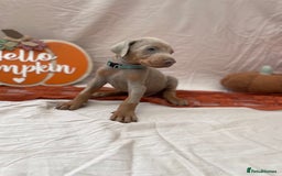 Dobermann dogs for sale: KC Reg European Doberman Pups Exceptional Line - Image 13