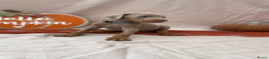 Dobermann Puppy 2- Light blue collar