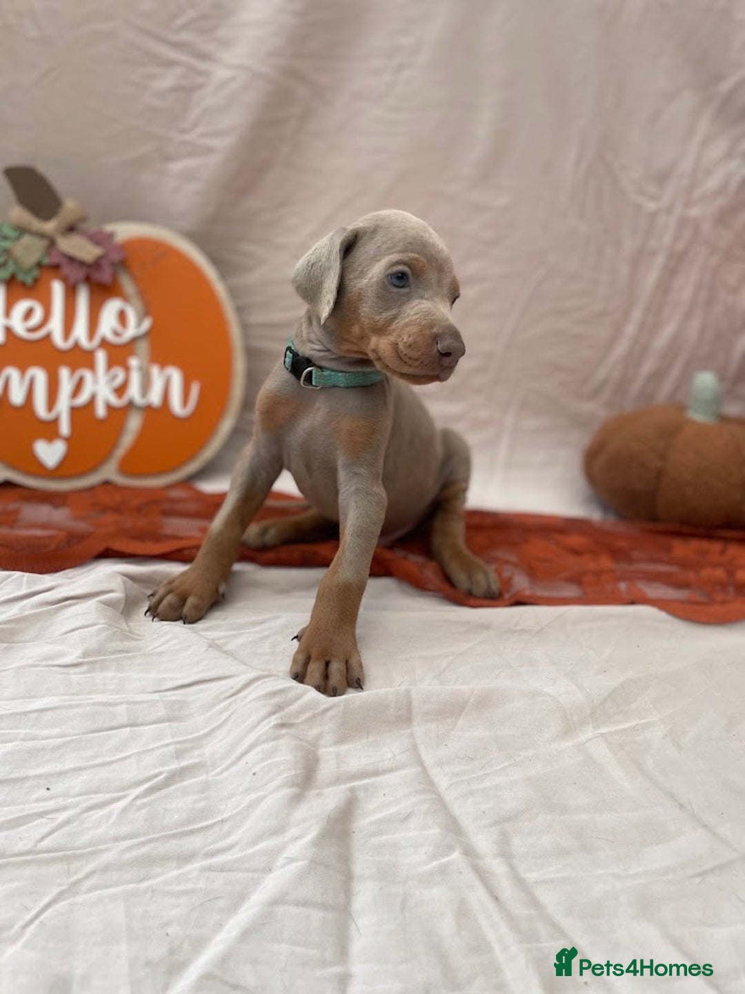 Dobermann dogs for sale: KC Reg European Doberman Pups Exceptional Line - Image 13