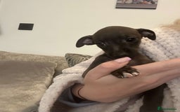 Italian Greyhound dogs for sale: **For Sale: Adorable Italian Greyhound Puppies!** - Image 2