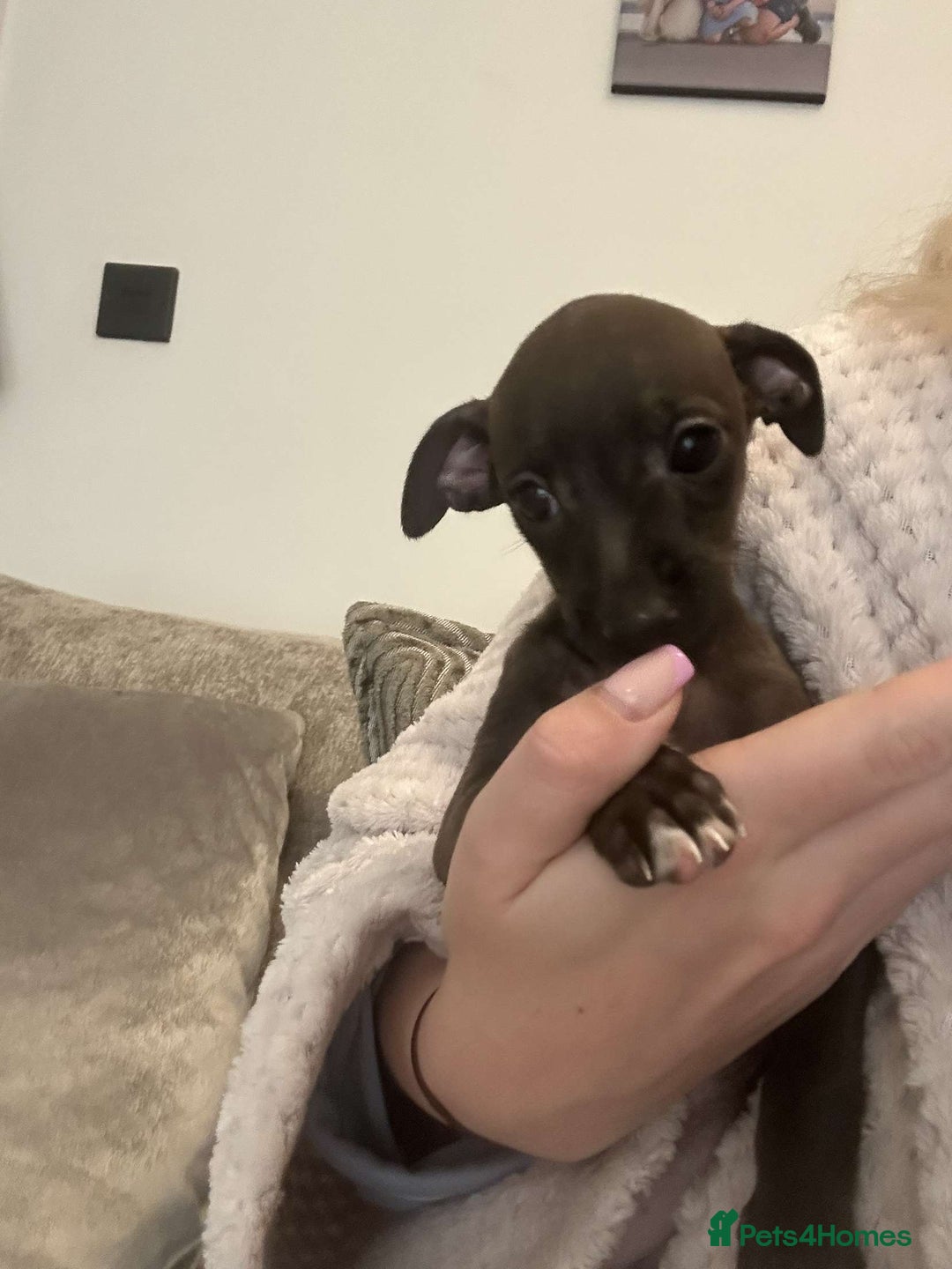 Italian Greyhound dogs for sale: **For Sale: Adorable Italian Greyhound Puppies!** - Image 2