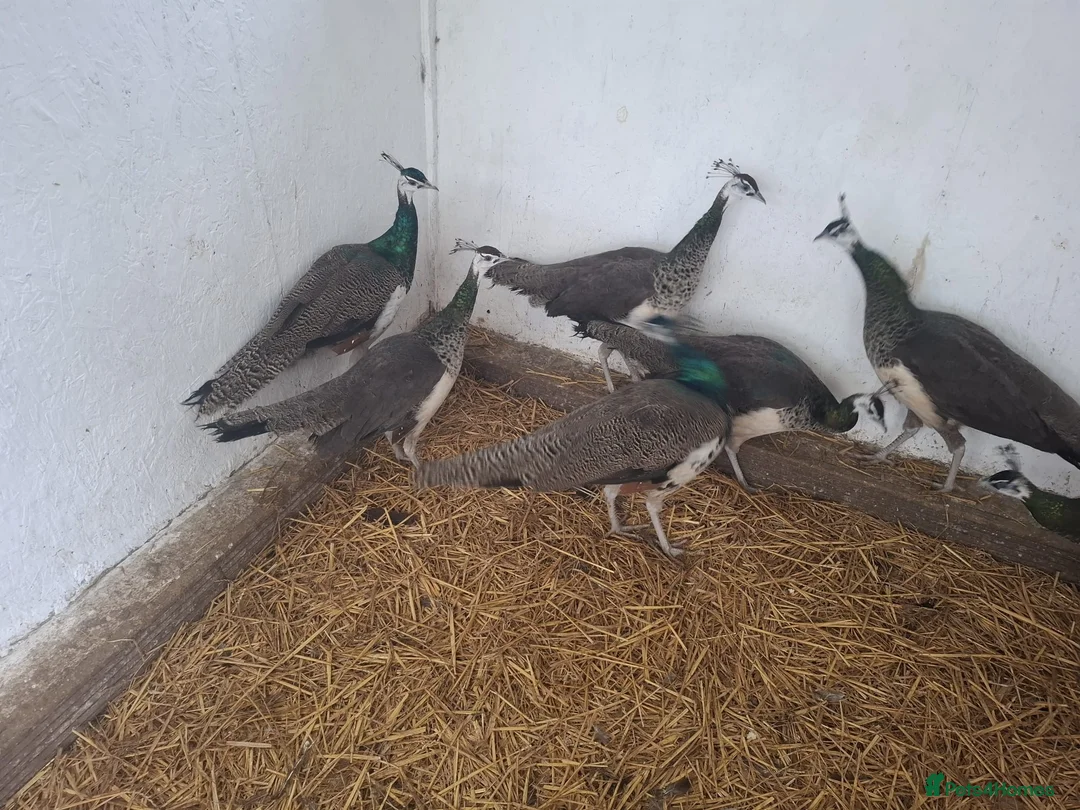 Peafowl poultry for sale: Male Peacocks - Hatched 2024 & 2025 - Advert 6
