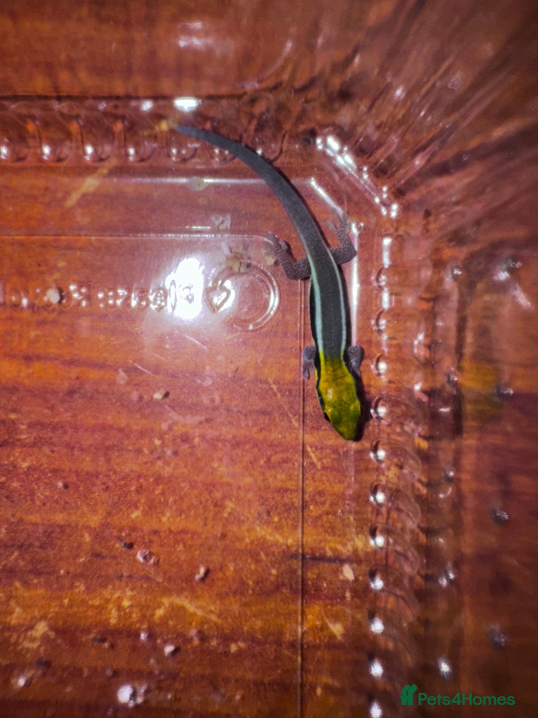 Gecko reptiles for sale: Lizards for sale - lot to choose from  in Nottingham - Image 6