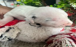Dalmatian dogs for sale: Quality puppies home reared mother champion  - Image 7