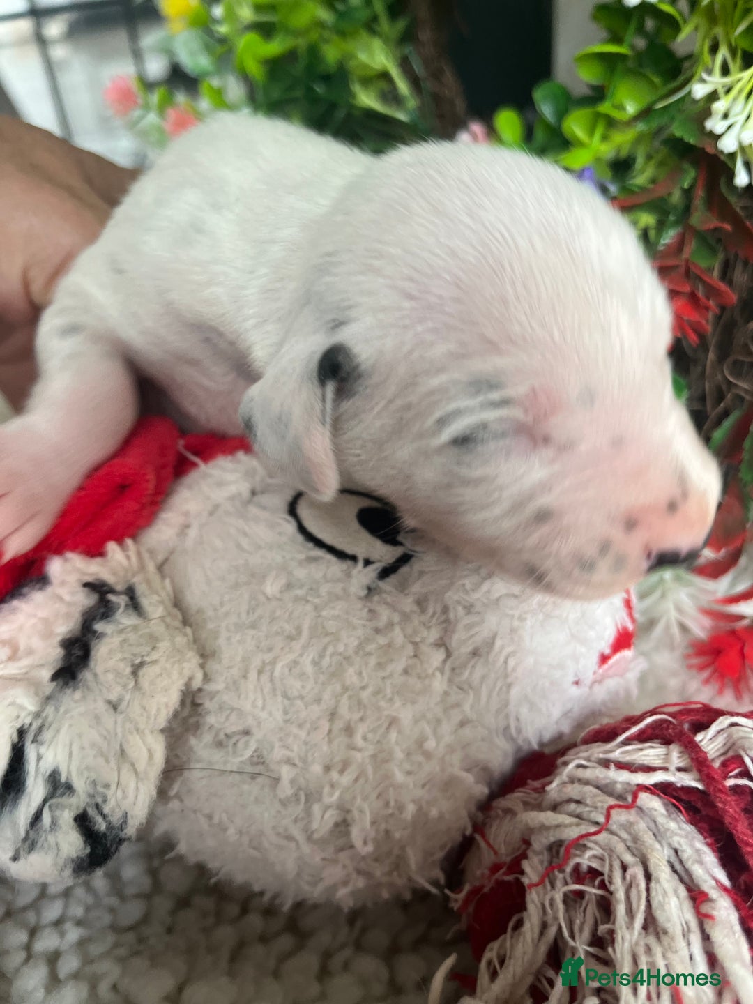 Dalmatian dogs for sale: Quality puppies home reared mother champion  - Image 7