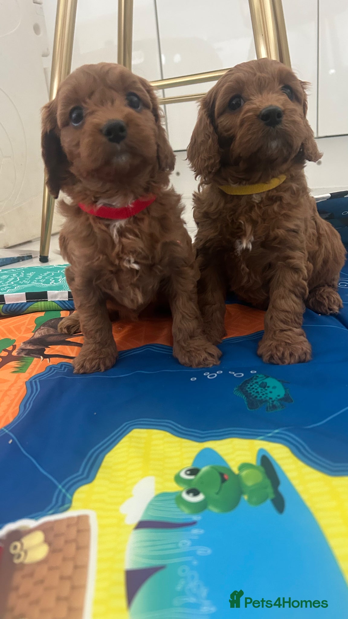 Cavapoo dogs Specialist heart + eye tested parents  - Advert 1