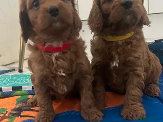 Cavapoo dogs Specialist heart + eye tested parents - Advert 1