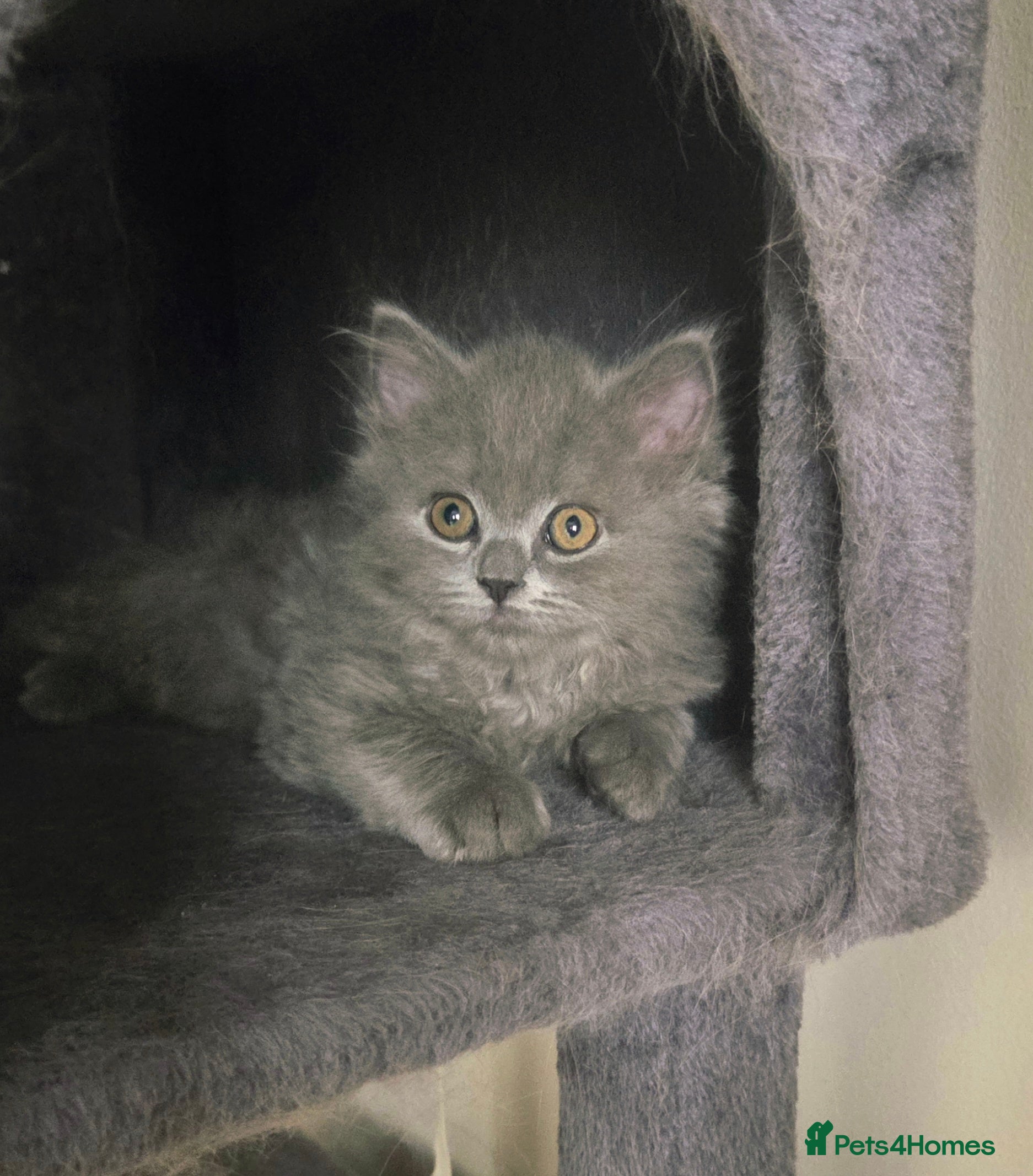 British Longhair cats British Longhair Blue Male  - Advert 1