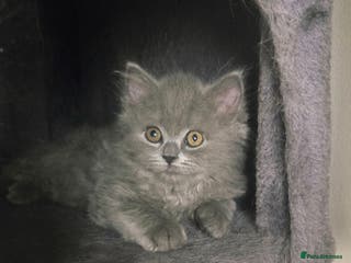 British Longhair cats British Longhair Blue Male - Advert 1