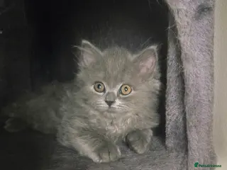 British Longhair cats British Longhair Blue Male - Advert 1