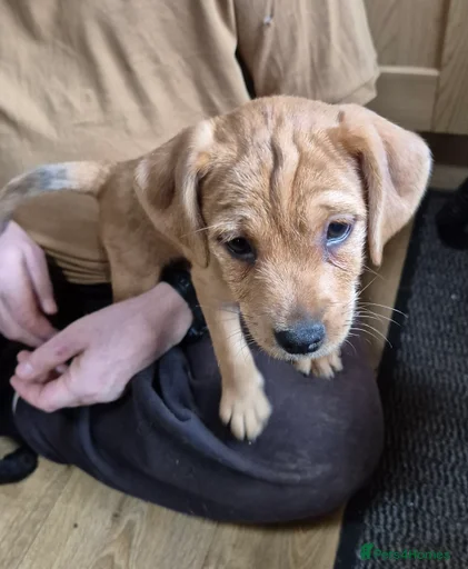 Gallery Image {{count}}