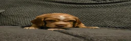 Cocker Spaniel dogs for sale: Cocker Spaniel Puppies - Advert 24