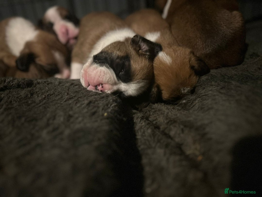 Boxer dogs for sale: Boxer babies - Advert 7