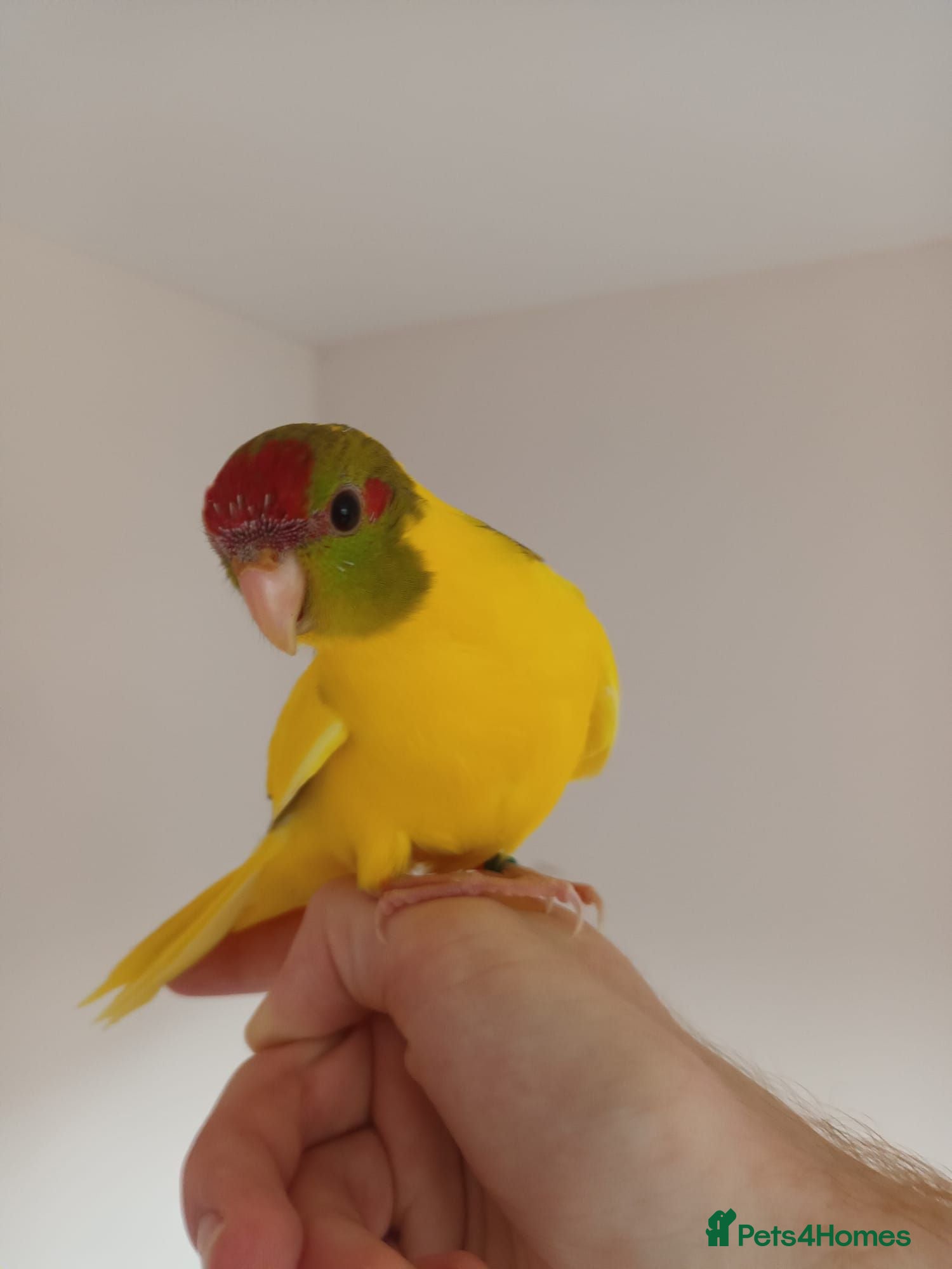 Parakeets birds Kakariki - Hand Tame - Baby Kakarikis - Advert 4