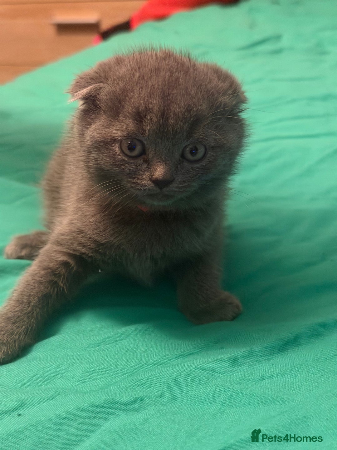 Scottish Fold cats for sale: Scottish fold kittens - Advert 23