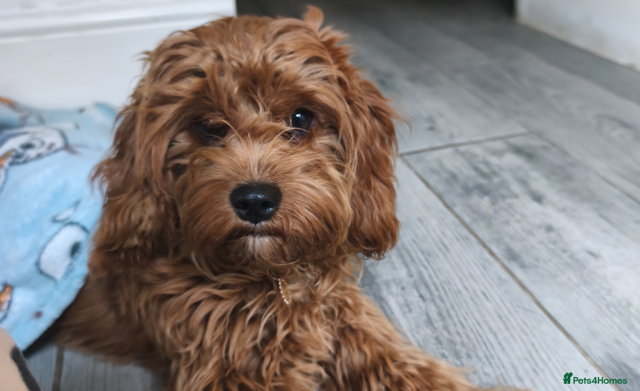 Cavapoo dogs 🌟 Bella – Gorgeous Cavapoo Puppy 🌟 - Advert 1