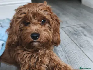 Cavapoo dogs 🌟 Bella – Gorgeous Cavapoo Puppy 🌟 - Advert 1