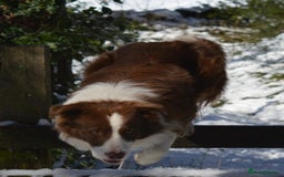 Border Collie dogs for sale: Red and white border collie/Sheepdog Pups - Image 23