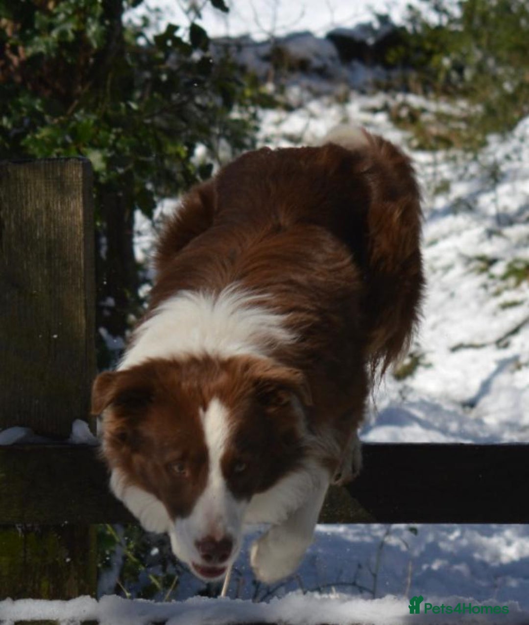 Border Collie dogs for sale: Red and white border collie/Sheepdog Pups - Image 23