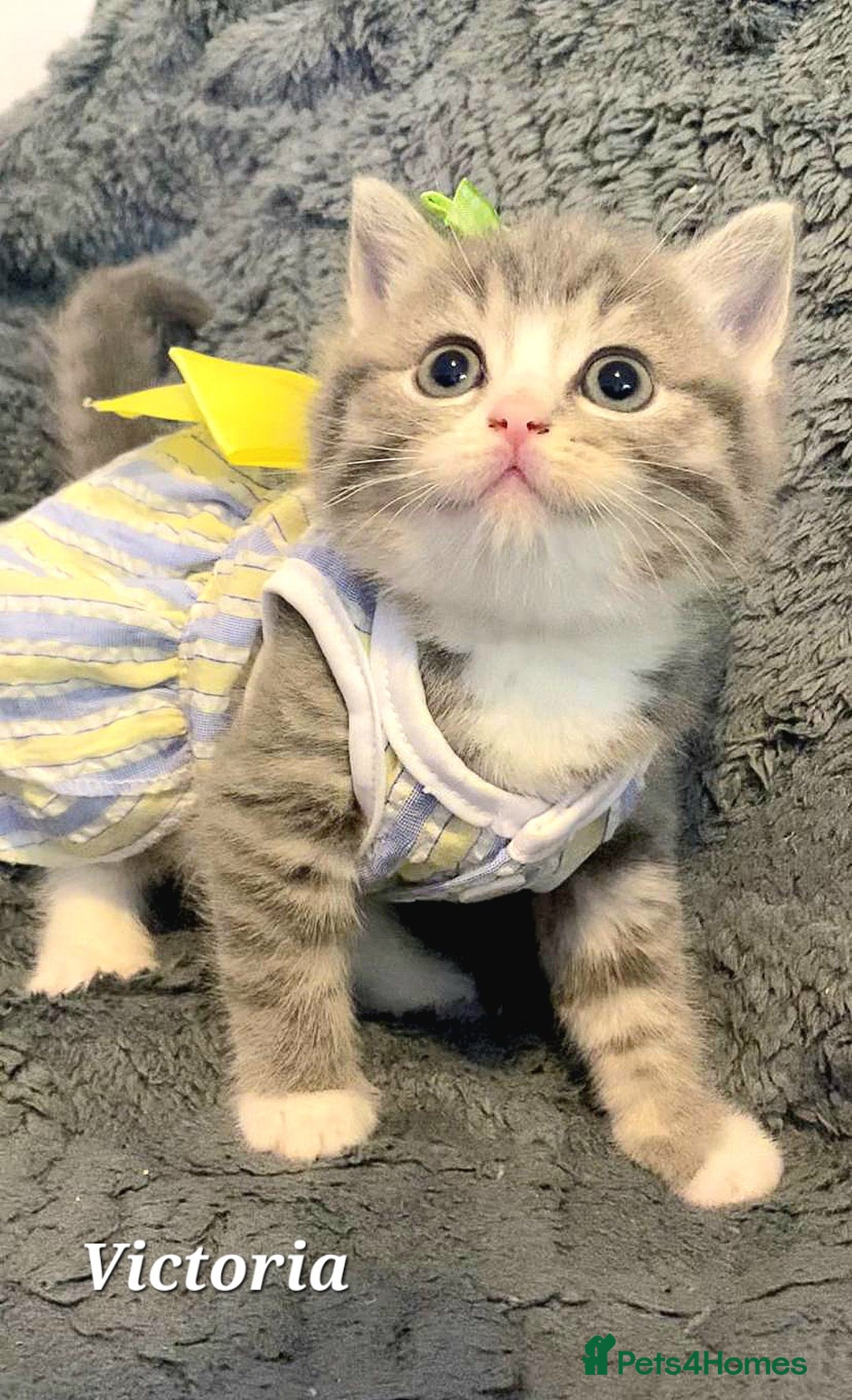 British Shorthair cats for sale: Little princess 👸  - Advert 3