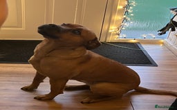Mixed Breed dogs for sale: Caring & expierienced home wanted ❤️🏡 - Image 7