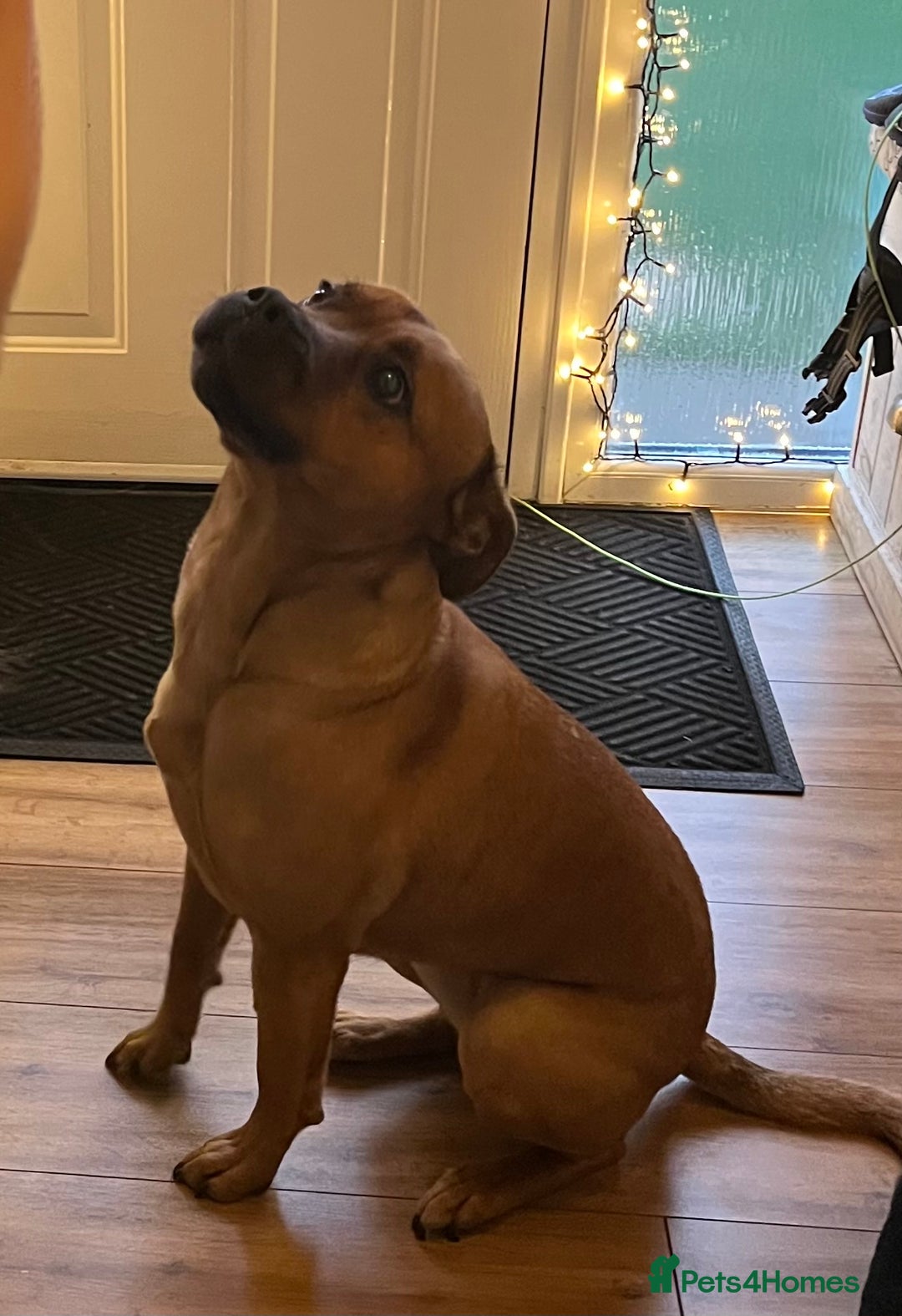 Mixed Breed dogs for sale: Caring & expierienced home wanted ❤️🏡 - Image 7